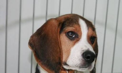 比格犬智商(你愿意尝试训练它吗)