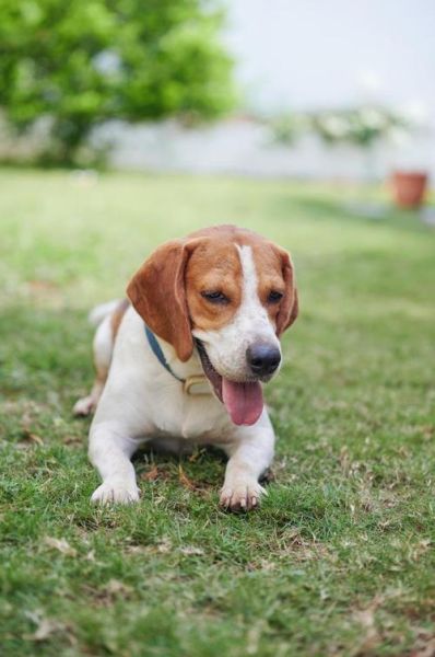 比格犬狩猎视频( 如何训练它)