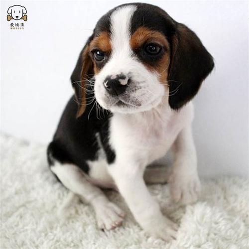 比格猎犬(它适合家养吗)