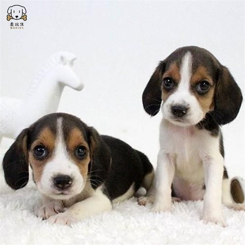比格猎犬(它适合家养吗)