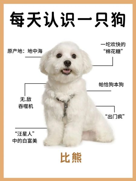 比比熊(看比比熊如何解决难题)