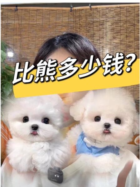 比熊多少钱(究竟什么因素影响价格)