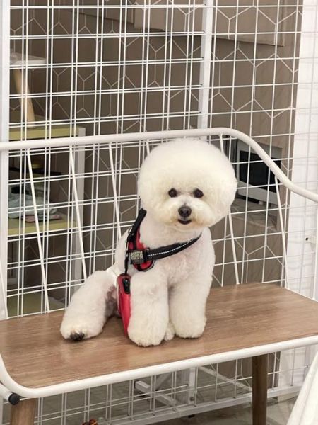 比熊好养吗(养比熊犬会很省心吗)