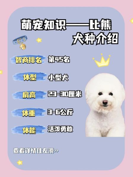 比熊犬价格(选什么样的比熊犬最合适)