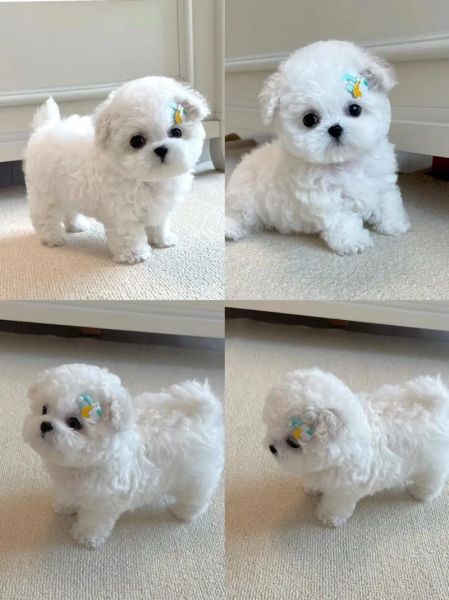 比熊犬价格(选什么样的比熊犬最合适)
