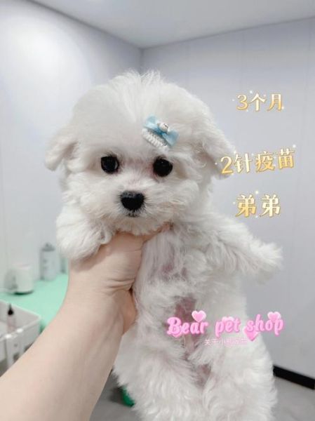 比熊犬多少钱一只(跟它的品相有关吗)