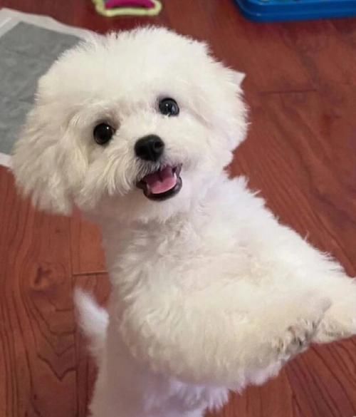 比熊犬能长多大( 想知道比熊犬体重是多少)