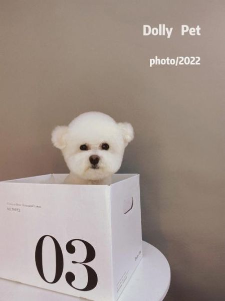 比熊犬能长多大( 想知道比熊犬体重是多少)