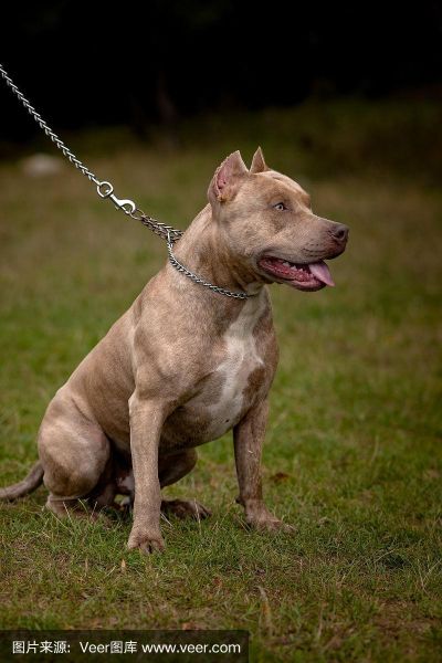 比特斗牛梗犬( 它真的适合当宠物吗)