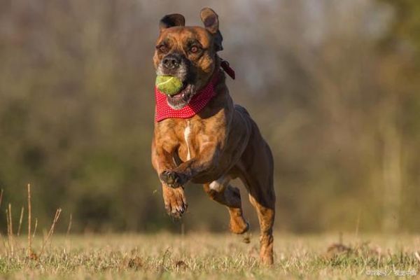比特斗牛犬(养它需要什么条件)