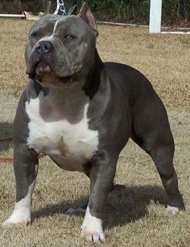 比特斗牛犬(养它需要什么条件)
