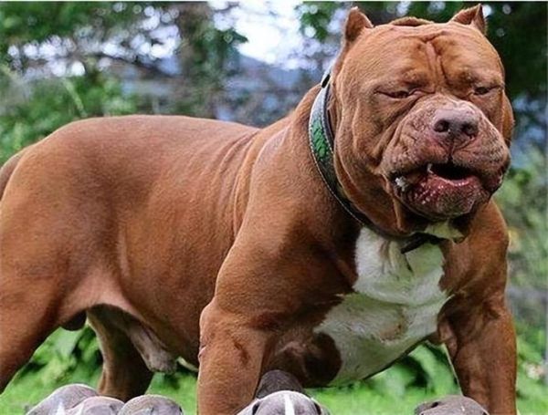 比特犬vs藏獒(速度和敏捷谁更胜一筹)