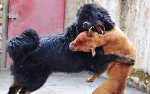 比特犬vs藏獒(速度和敏捷谁更胜一筹)
