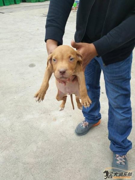 比特犬买卖区(  怎么才能卖出好价钱)