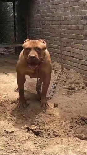比特犬价格(骨骼坚韧真的重要吗)