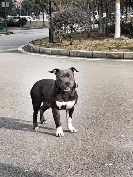 比特犬俱乐部(还是更远的目标)