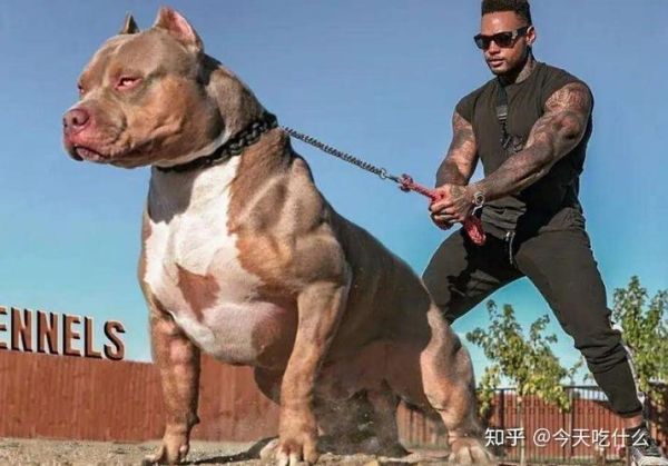 比特犬吧(那些关于比特犬的真相)