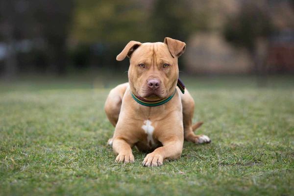 比特犬图片(它们真的像传说中那么可怕吗)