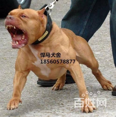 比特犬多少钱(现在价格怎么样)