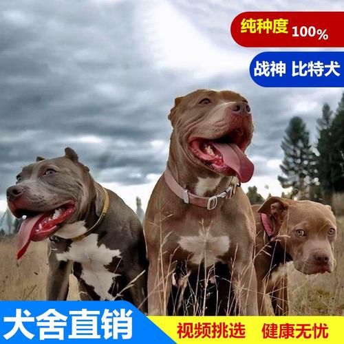 比特犬多少钱(现在价格怎么样)