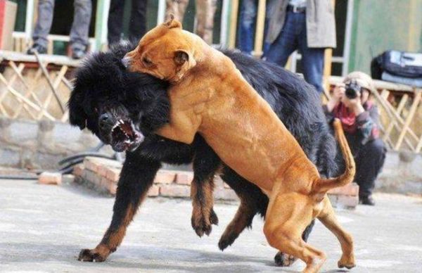 比特犬打架视频(谁才是真正的战神)
