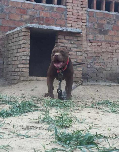 比特犬打架视频(谁才是真正的战神)