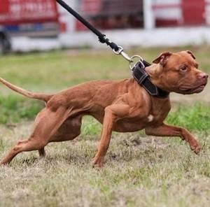 比特犬斗狗(结果出乎意料)