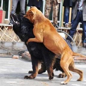 比特犬斗狗视频(真的有那么刺激吗)