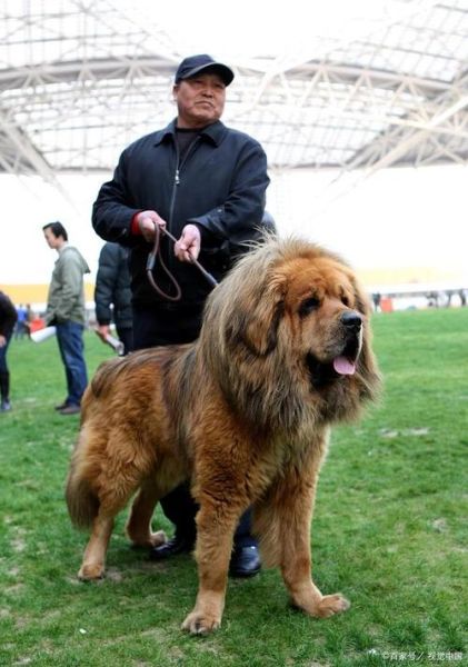 比特犬藏獒( 能斗得过护卫犬藏獒吗)