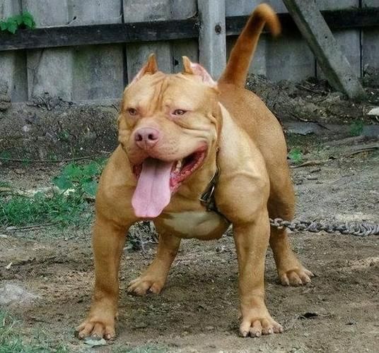 比特犬藏獒( 能斗得过护卫犬藏獒吗)