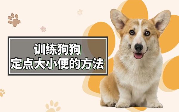 比特犬训练视频(主人教你训练秘诀)