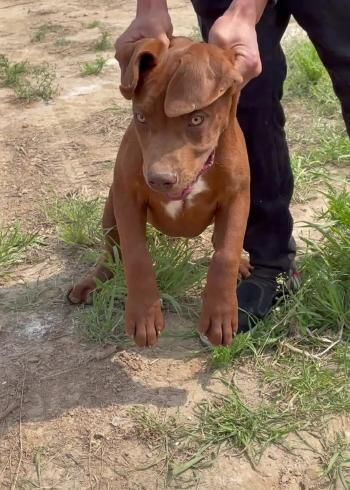 比特犬训练视频(主人教你训练秘诀)