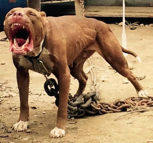 比特犬跑步机(它们会喜欢吗)