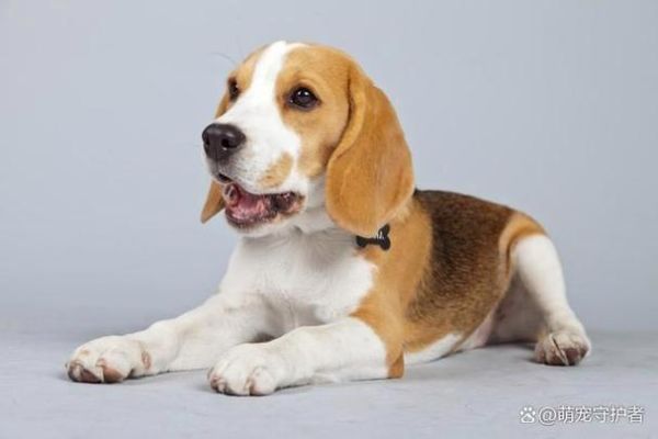比高犬(它们在嗅觉上谁更出色)