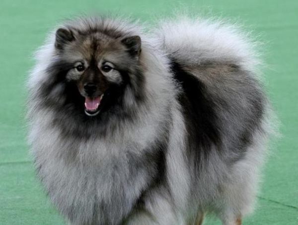 毛狮(还是只警卫犬)