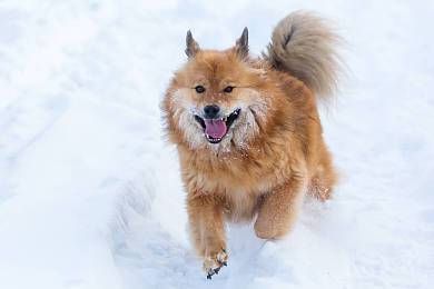 毛狮(还是只警卫犬)