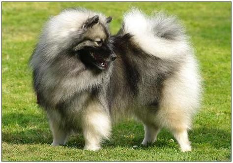 毛狮犬(它需要多大的活动空间)
