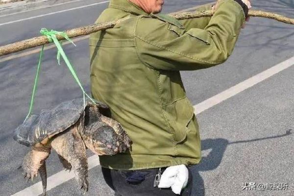 民工的大头龟(他们卖的千年神龟真的不存在吗)