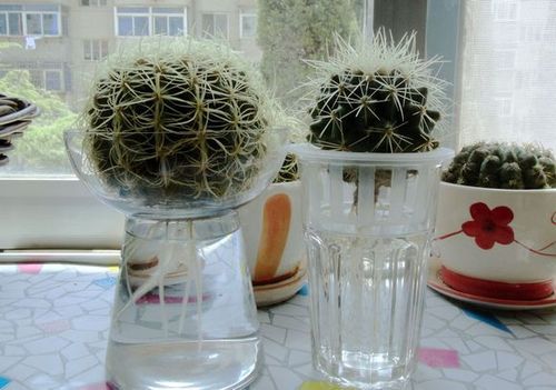 水培仙人球(水培仙人球如何防虫防病)