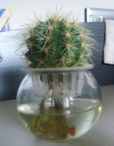 水培仙人球(水培仙人球如何防虫防病)