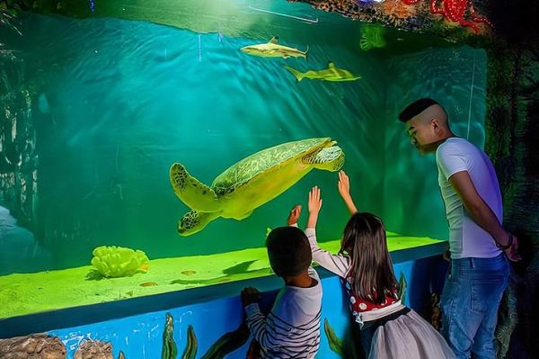 水族网( 水族知识一网打尽)