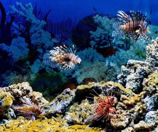 水族网( 水族知识一网打尽)