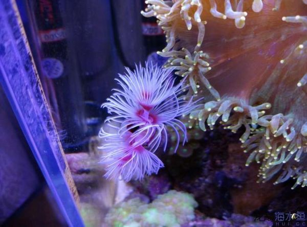 水族论坛(哪个论坛更适合新手)