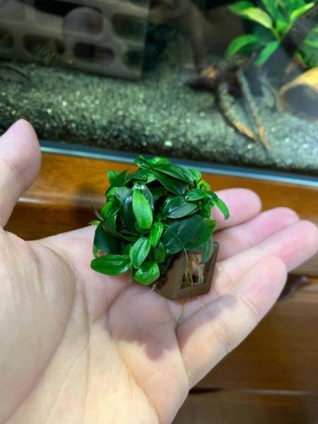 水榕( 水榕到底怎么才能养出好状态)