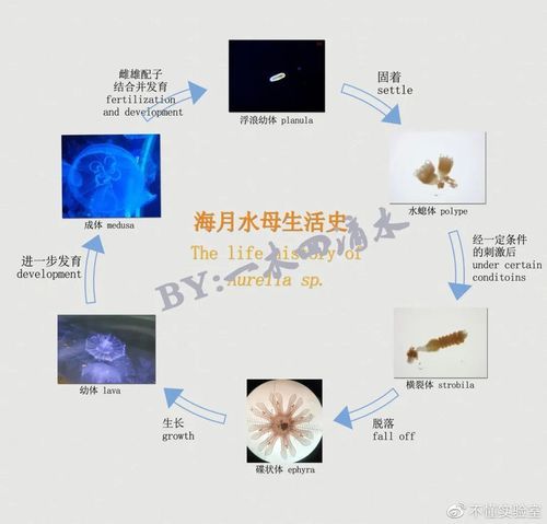 水母怎么养(这些步骤不可错过)