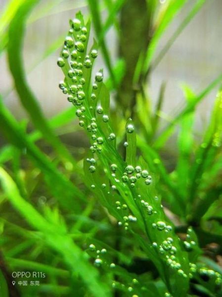 水草(难道真的不需要肥料和光照)