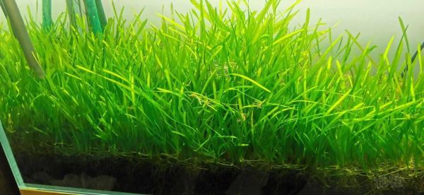 水草(难道真的不需要肥料和光照)