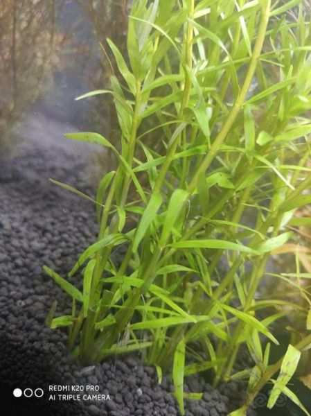 水草养殖(水草会不会长得不好)