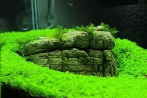 水草缸(可是自己能做出来吗)