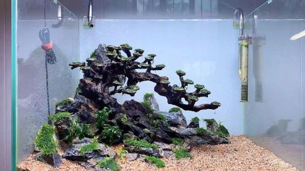 水草造景图片(哪一个最适合你的鱼缸)